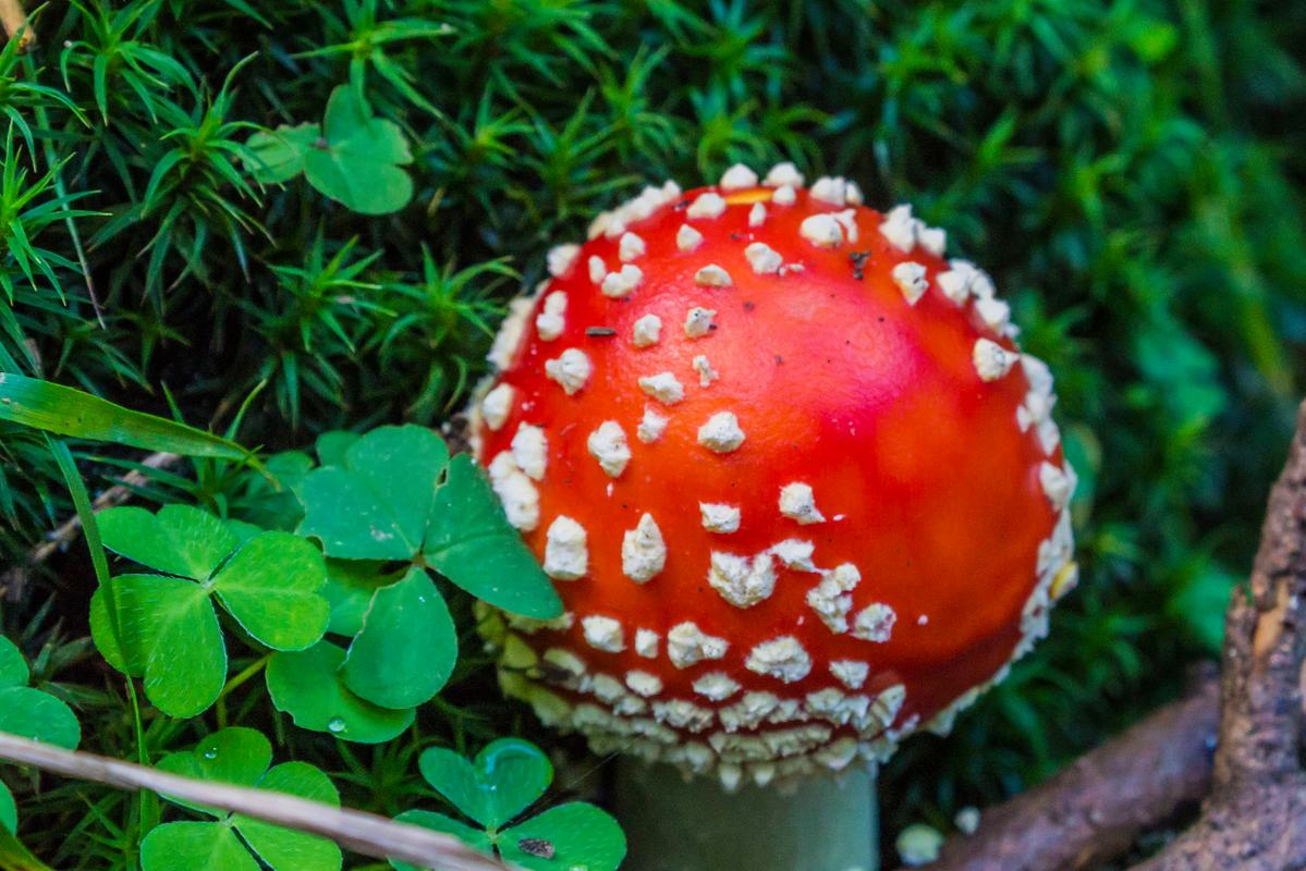 新澳门彩出号综合走势图和男童吃毒蘑菇去世与小孩吃毒蘑菇中毒视频